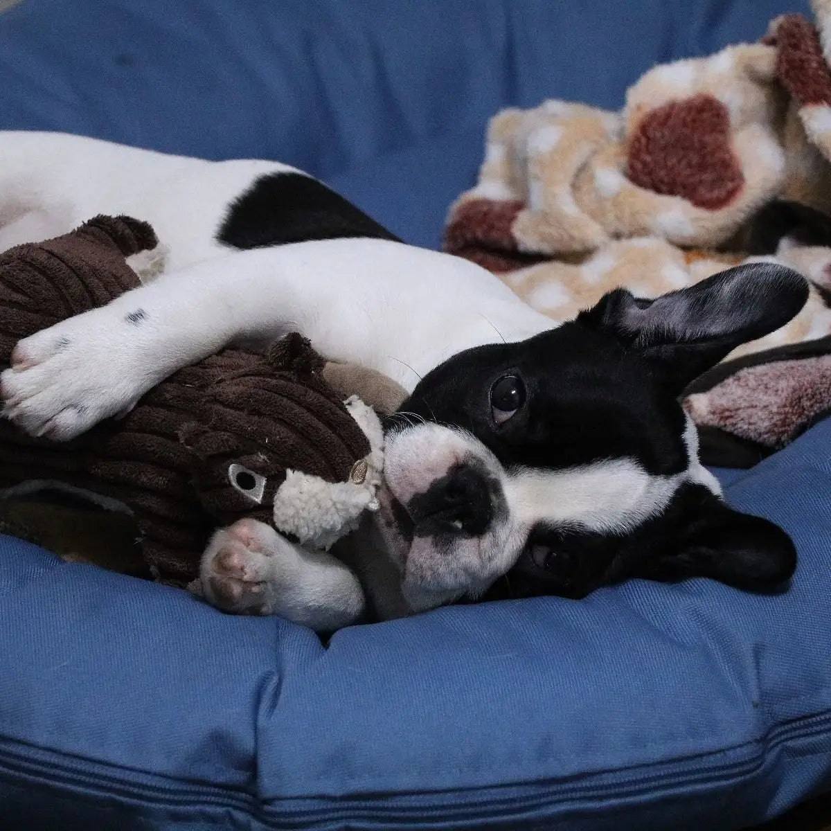 PLUSH SQUIRREL dog toy