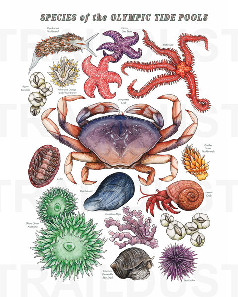 OLYMPIC TIDE POOLS tee