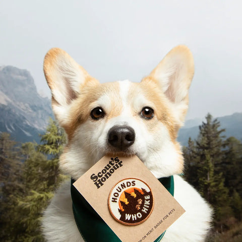 HOUNDS WHO HIKE pup patch