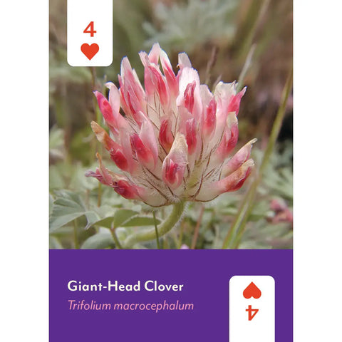 PACIFIC NORTHWEST WILDFLOWERS card deck