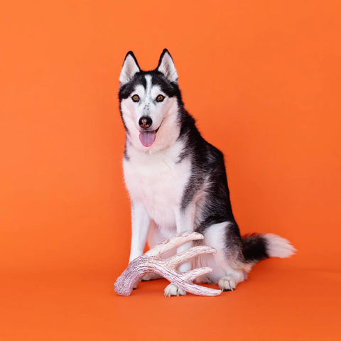 NICE RACK plush dog toy